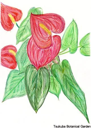 40小アンスリウム