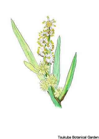 40小ナガエミクリ