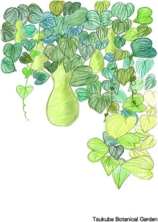 40小ヒョウタン