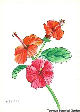 40小ハイビスカス