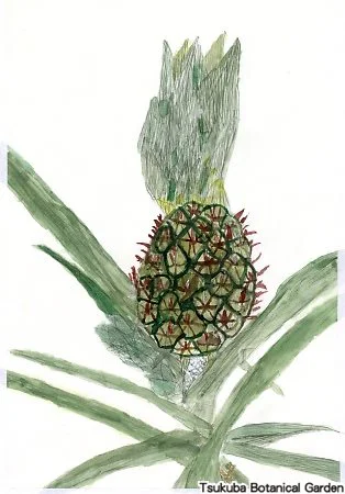 40小パイナップル