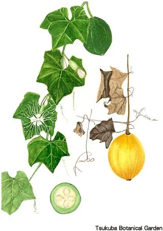 40小キカラスウリ