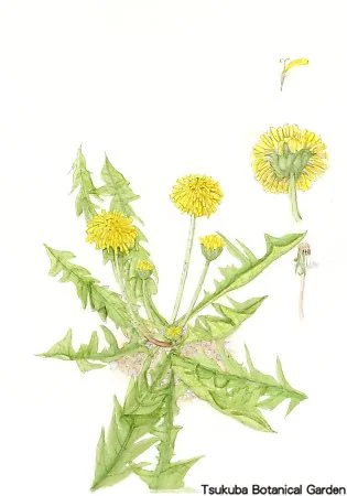 40小カントウタンポポ