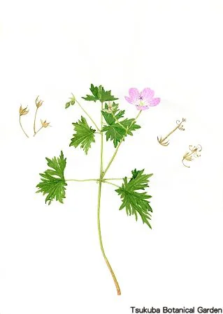 40小エゾフウロ