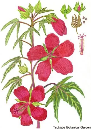 40小モミジアオイ