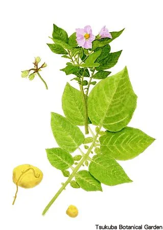 40小ジャガイモ‘キタアカリ’