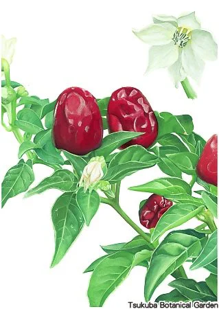 40中高ゴシキトウガラシ