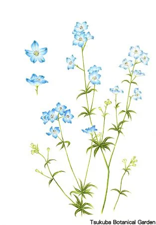 40中高デルフィニウム