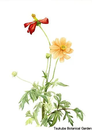 40中高キバナコスモス