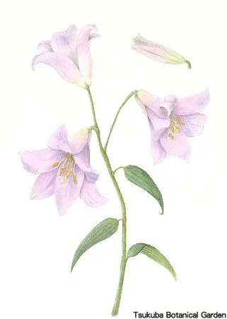 40中高ヒメサユリ