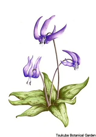 40中高カタクリ