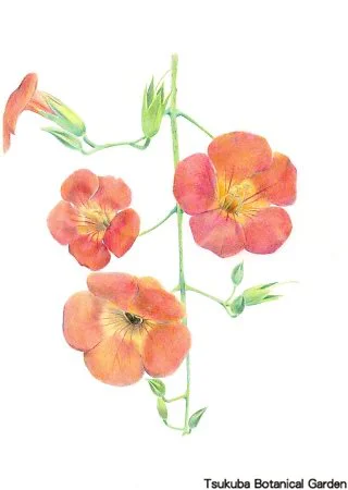 40中高ノウゼンカズラ