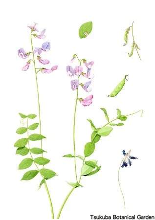 40中高ハマエンドウ