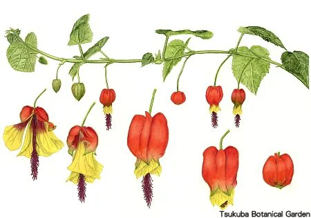 40中高ウキツリボク