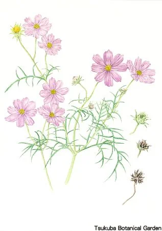 40中高コスモス