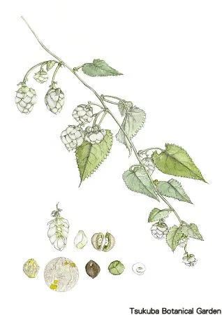 40中高カラハナソウ