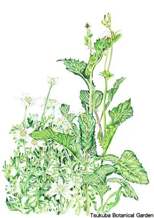 40中高フランネルフラワー、ノゲシ