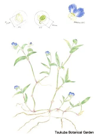 40中高ツユクサ