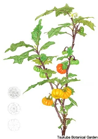 40中高ソラヌム・エチオピクム