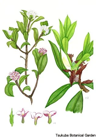 40中高ジンチョウゲ