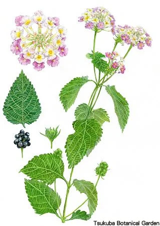 40中高ランタナ