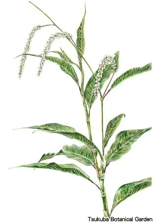 40中高オオイヌタデ