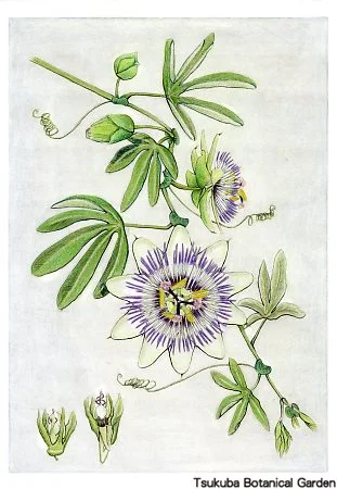 40中高トケイソウ