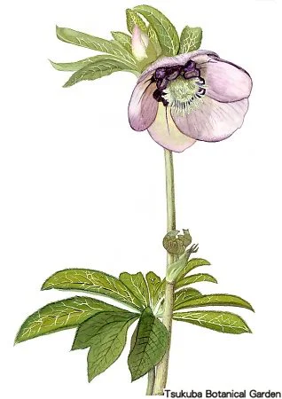 40中高ヘレボルス・オリエンタリス