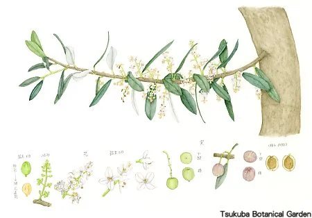 40中高オリーブ