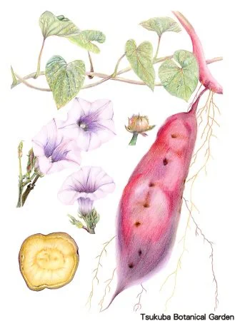 40中高サツマイモ‘ベニアズマ’