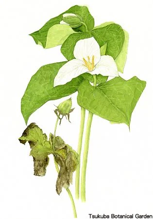 40中高オオバナノエンレイソウ