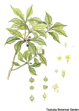 40中高コヤスノキ