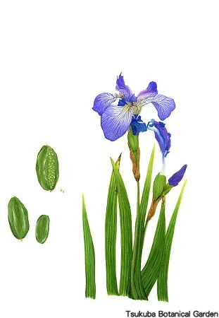 40中高ヒオウギアヤメ