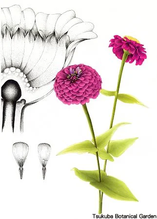 40中高ヒャクニチソウ