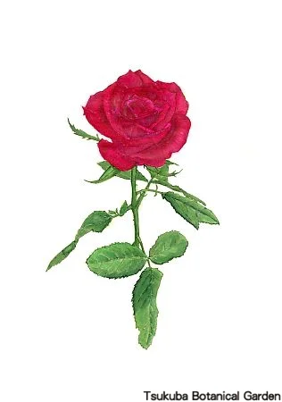 39小バラ‘サムライ08’