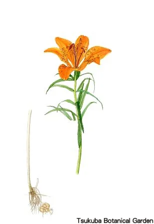 39小エゾスカシユリ