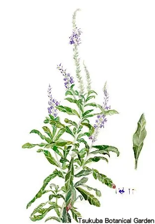 39小トウテイラン