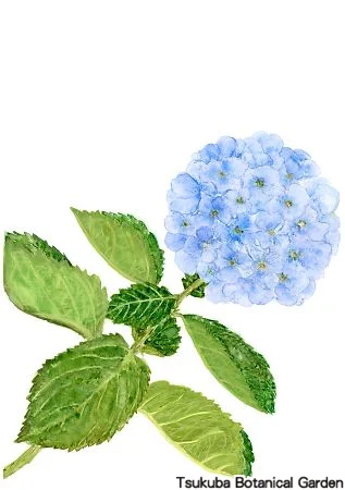39小アジサイ