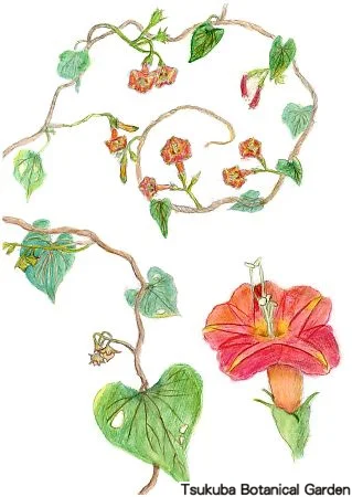 39小マルバルコウソウ