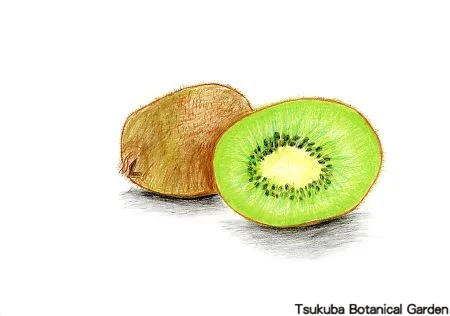 39小キウイフルーツ