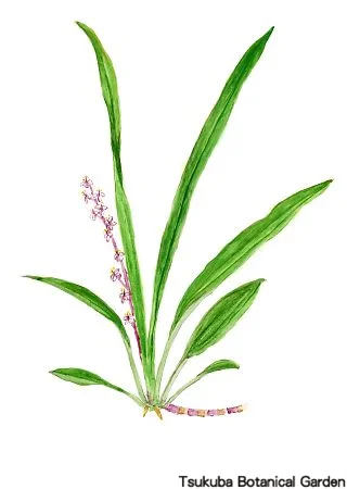 39小キチジョウソウ