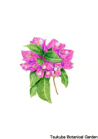 39小ブーゲンビレア