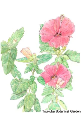 39小ハイビスカス