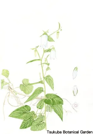 39小ヤマホタルブクロ