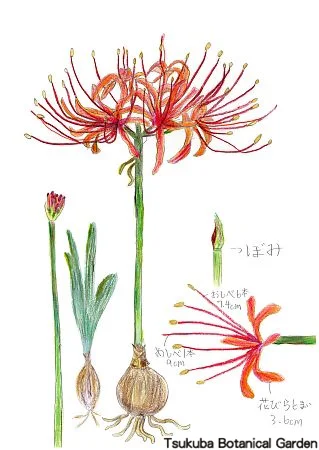 39小ヒガンバナ