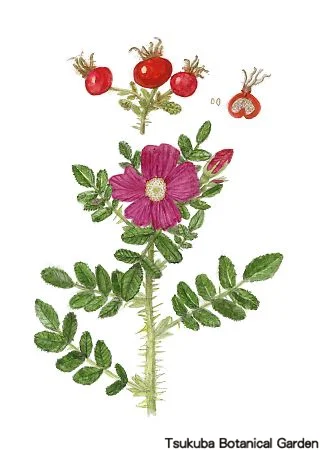 39小ハマナス（ハマナシ）