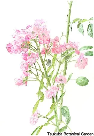 39小バラ‘アンジェラ’