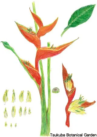 39小ヘリコニア‘ファイヤーバード’