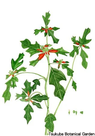 39小ショウジョウソウ