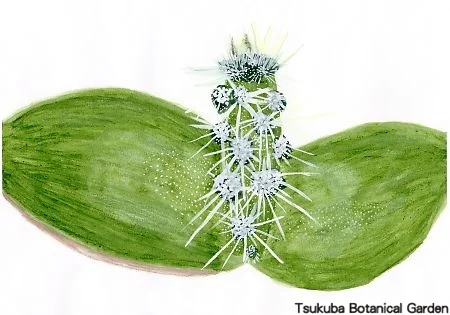 39小オオガタホウケン